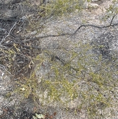 Gaudium microcarpum at Girraween, QLD - 7 Sep 2024 05:33 PM