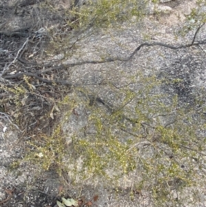 Gaudium microcarpum at Girraween, QLD - 7 Sep 2024