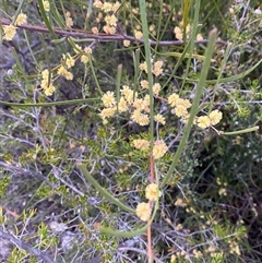 Acacia juncifolia (Rush-leaved Wattle) at Girraween, QLD - 7 Sep 2024 by Tapirlord