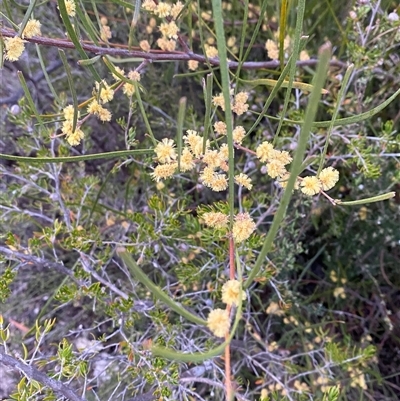 Acacia juncifolia (Rush-leaved Wattle) at Girraween, QLD - 7 Sep 2024 by Tapirlord