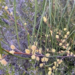 Acacia juncifolia at Girraween, QLD - 7 Sep 2024