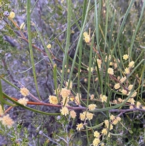 Acacia juncifolia at Girraween, QLD - 7 Sep 2024