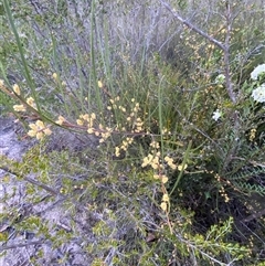 Acacia juncifolia at Girraween, QLD - 7 Sep 2024