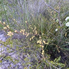 Acacia granitica at Girraween, QLD - 7 Sep 2024 05:32 PM