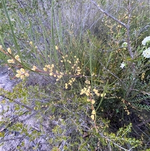 Acacia juncifolia at Girraween, QLD - 7 Sep 2024