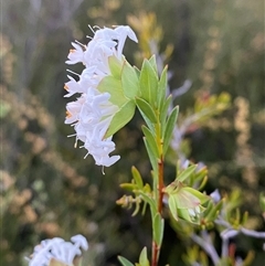 Pimelea linifolia subsp. linifolia (Queen of the Bush, Slender Rice-flower) at Girraween, QLD - 7 Sep 2024 by Tapirlord