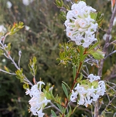 Pimelea linifolia subsp. linifolia at Girraween, QLD - 7 Sep 2024