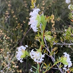 Pimelea linifolia subsp. linifolia at Girraween, QLD - 7 Sep 2024