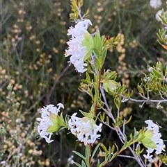 Pimelea linifolia subsp. linifolia at Girraween, QLD - 7 Sep 2024 05:32 PM