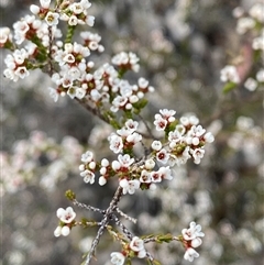 Micromyrtus sessilis at Girraween, QLD - 7 Sep 2024 by Tapirlord