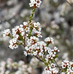 Micromyrtus sessilis at Girraween, QLD - 7 Sep 2024