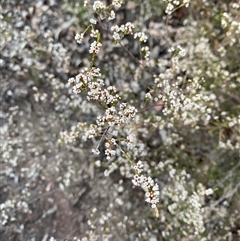 Micromyrtus sessilis at Girraween, QLD - 7 Sep 2024