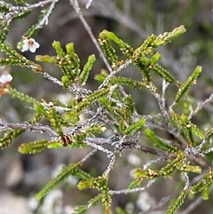 Micromyrtus sessilis at Girraween, QLD - 7 Sep 2024