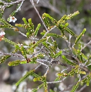 Micromyrtus sessilis at Girraween, QLD - 7 Sep 2024