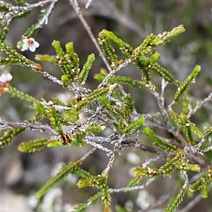 Micromyrtus sessilis at Girraween, QLD - 7 Sep 2024 05:08 PM