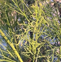 Exocarpos cupressiformis at Girraween, QLD - 7 Sep 2024 05:06 PM