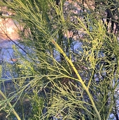 Exocarpos cupressiformis at Girraween, QLD - 7 Sep 2024 05:06 PM