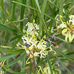 Grevillea viridiflava at Girraween, QLD - 7 Sep 2024 by Tapirlord