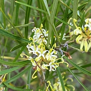 Grevillea viridiflava at Girraween, QLD - 7 Sep 2024 04:59 PM