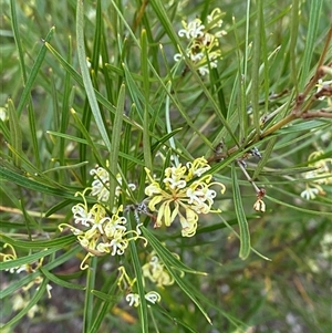 Grevillea viridiflava at Girraween, QLD - 7 Sep 2024 04:59 PM