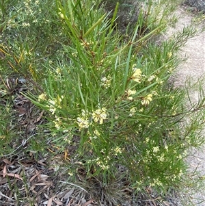 Grevillea viridiflava at Girraween, QLD - 7 Sep 2024