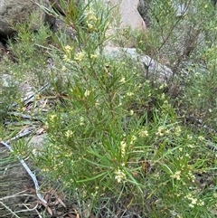 Grevillea viridiflava at Girraween, QLD - 7 Sep 2024