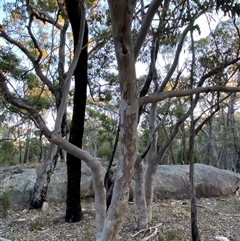 Eucalyptus prava (Orange Gum) at Girraween, QLD - 7 Sep 2024 by Tapirlord