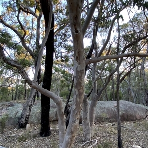 Eucalyptus prava at Girraween, QLD - 7 Sep 2024 04:56 PM