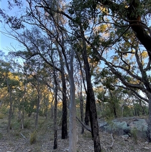 Eucalyptus prava at Girraween, QLD - 7 Sep 2024 04:56 PM