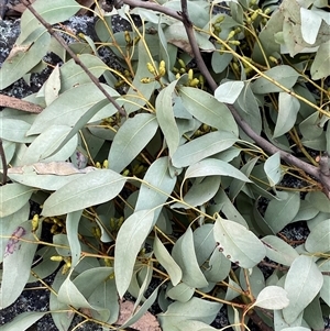 Eucalyptus prava at Girraween, QLD - 7 Sep 2024 04:56 PM