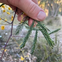 Acacia pruinosa (Frosty Wattle) at Girraween, QLD - 7 Sep 2024 by Tapirlord