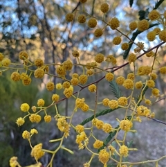 Acacia pruinosa at Girraween, QLD - 7 Sep 2024 04:55 PM