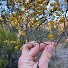 Acacia pruinosa at Girraween, QLD - 7 Sep 2024 04:55 PM