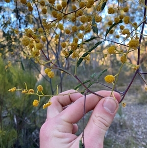 Acacia pruinosa at Girraween, QLD - 7 Sep 2024 04:55 PM