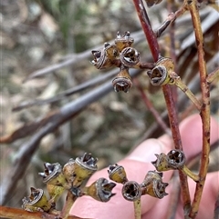 Eucalyptus bridgesiana (Apple Box) at Girraween, QLD - 7 Sep 2024 by Tapirlord