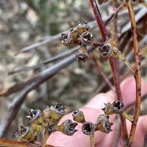 Eucalyptus bridgesiana at Girraween, QLD - 7 Sep 2024