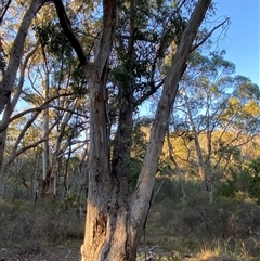 Eucalyptus bridgesiana at Girraween, QLD - 7 Sep 2024