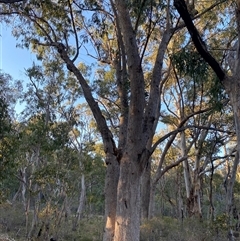 Eucalyptus bridgesiana at Girraween, QLD - 7 Sep 2024 04:54 PM