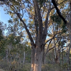 Eucalyptus bridgesiana at Girraween, QLD - 7 Sep 2024