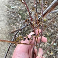 Eucalyptus bridgesiana at Girraween, QLD - 7 Sep 2024