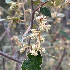 Pomaderris prunifolia (Plum-Leaf Pomaderris) at Girraween, QLD - 7 Sep 2024 by Tapirlord