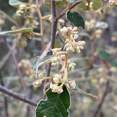 Pomaderris prunifolia (Plum-Leaf Pomaderris) at Girraween, QLD - 7 Sep 2024 by Tapirlord