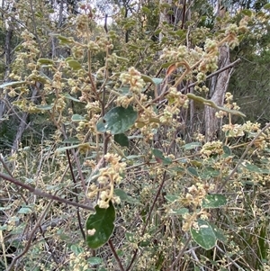 Pomaderris prunifolia at Girraween, QLD - 7 Sep 2024