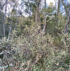 Pomaderris prunifolia at Girraween, QLD - 7 Sep 2024 04:53 PM