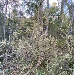 Pomaderris prunifolia at Girraween, QLD - 7 Sep 2024