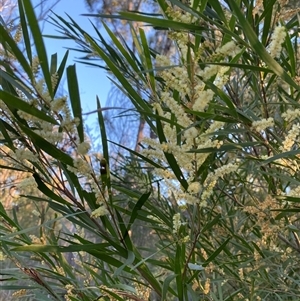 Acacia floribunda (White Sally Wattle, Gossamer Wattle) at Girraween, QLD by Tapirlord