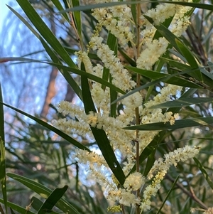 Acacia floribunda at Girraween, QLD - 7 Sep 2024