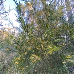 Acacia floribunda at Girraween, QLD - 7 Sep 2024