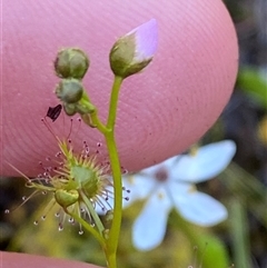 Drosera auriculata at Girraween, QLD - 7 Sep 2024 by Tapirlord