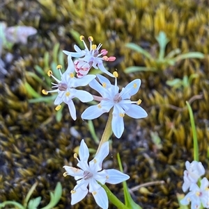 Wurmbea biglandulosa subsp. biglandulosa (Glandular Early Nancy) at Girraween, QLD by Tapirlord